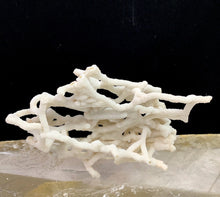 Load image into Gallery viewer, White Chalcedony Coral